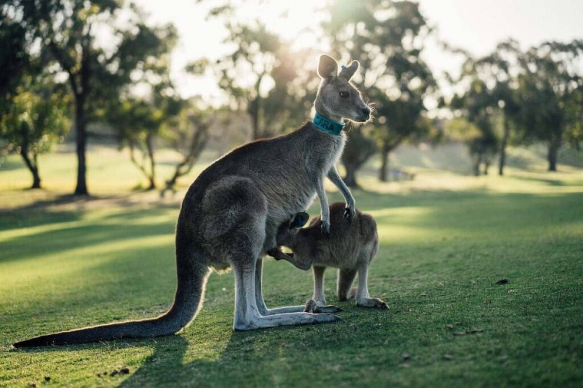 Australia Downunder